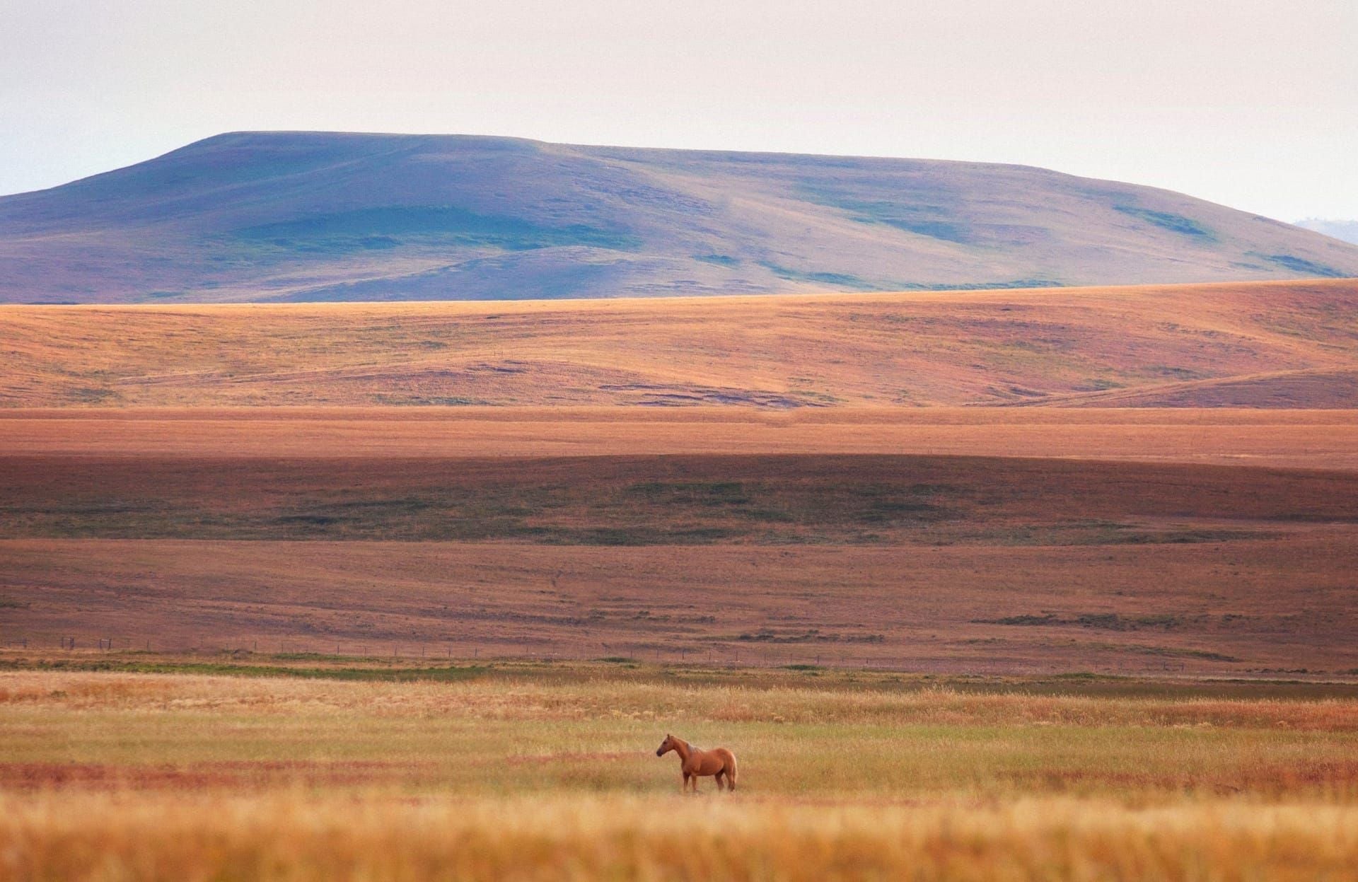 Mountain West landscape with a horse grazing in a field.